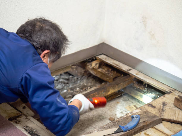 Trusted Key Vista, FL Mold Remediation Experts