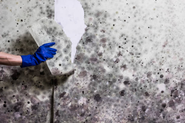 Best White Mold Remediation in Key Vista, FL