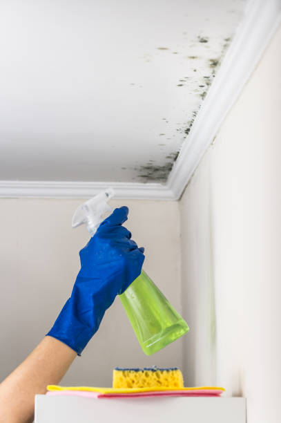 Best Mold Remediation for Schools in Key Vista, FL