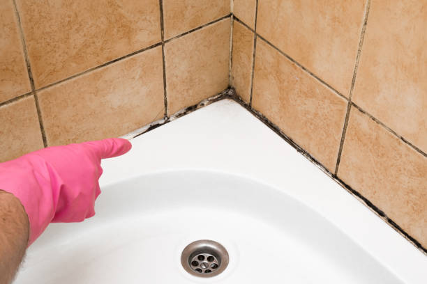 Best Health and Safety Mold Remediation in Key Vista, FL